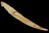 Fossil Shark (Hybodus) Dorsal Spine - Morocco #106537-1